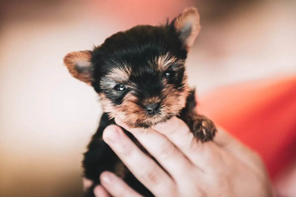 img_2547-e1720124874817 Tiny Yorkie puppy held in a human’s hand.