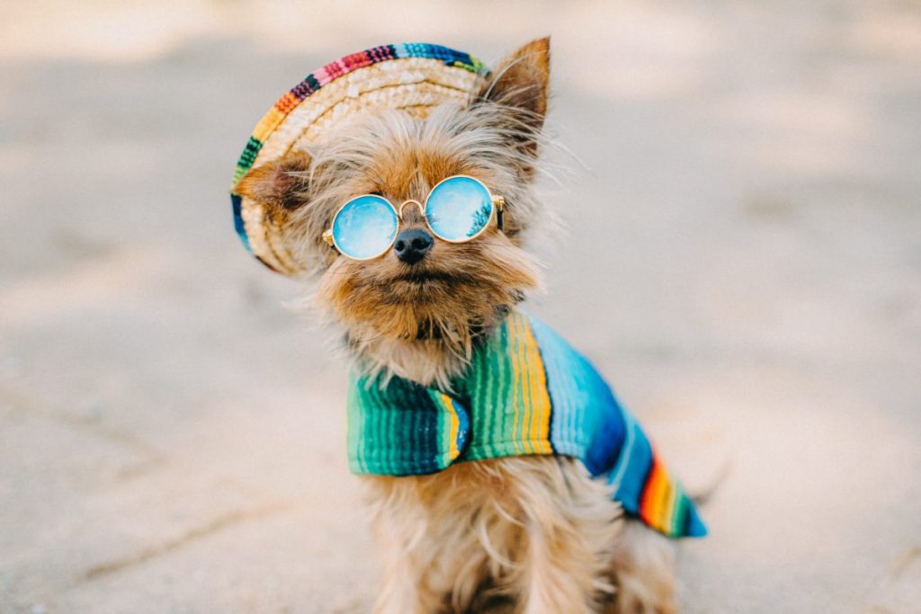 img_2548-e1720124806597 Yorkshire Terrier puppy dressed up in a cool outfit with sunglasses and hat.