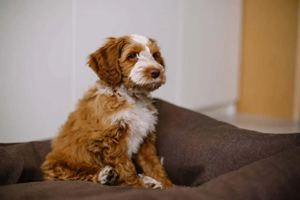 img_2561-e1720187826751 Goldendoodle puppy at home on a couch.