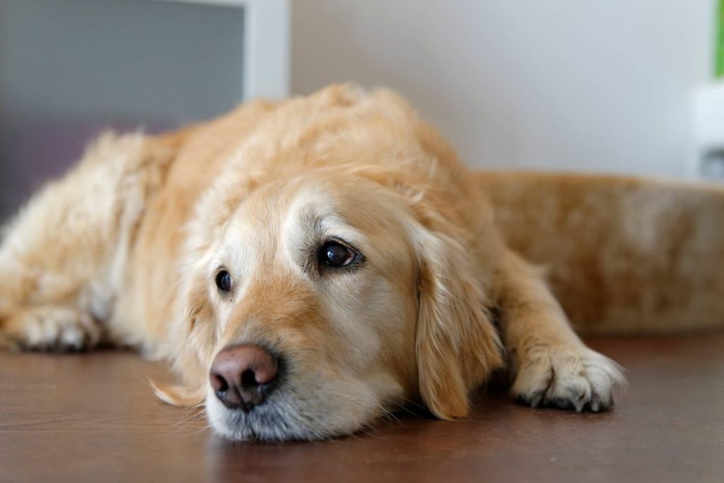 img_2644-e1720706238165 Golden Retriever dog — one of the most susceptible breeds to develop bone cancer.