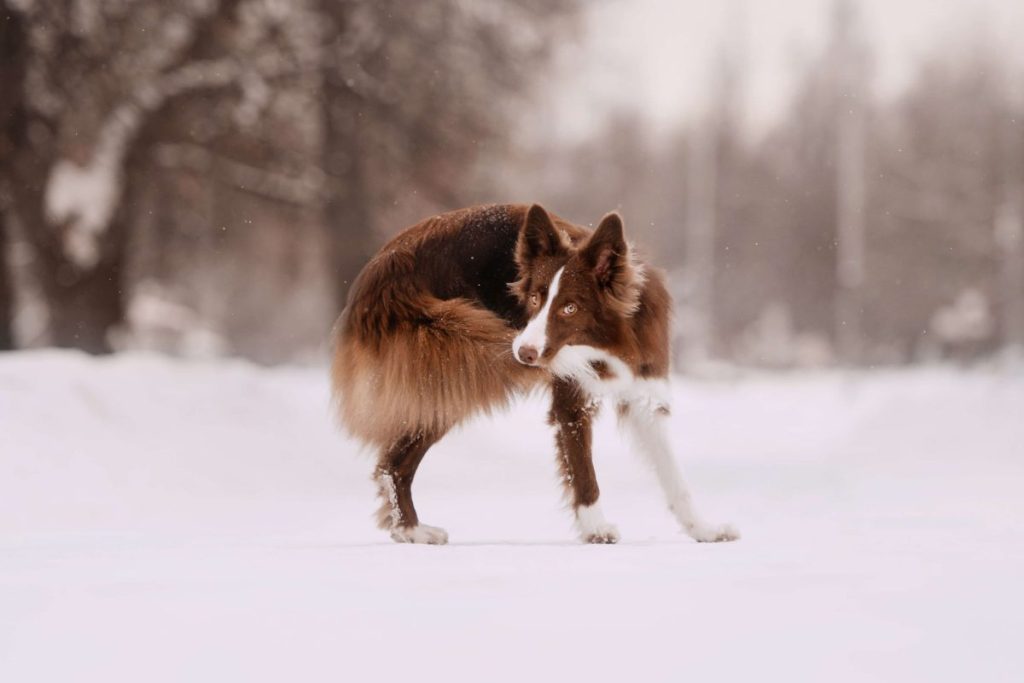img_2735-e1721939963745 Border Collie catching their own tail.