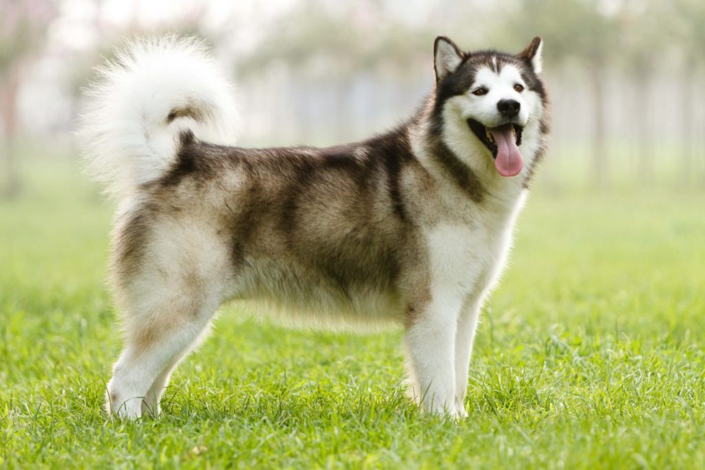img_2736-e1721939904102 Alaskan Malamute dog with a natural curled tail.