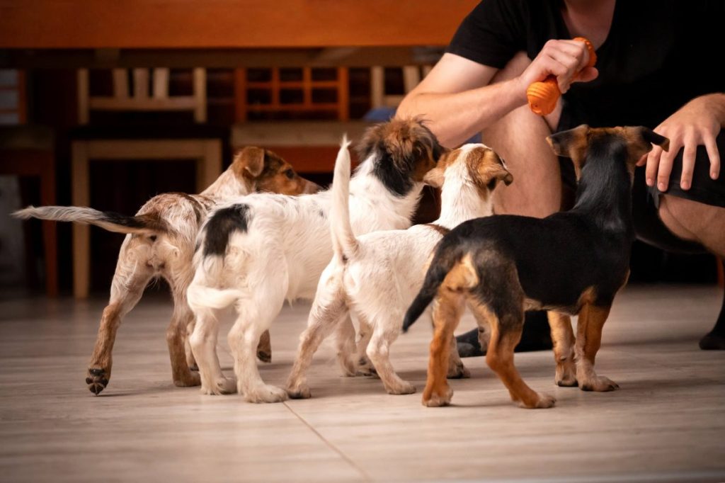 img_2737-e1721939847605 Four puppies stand in front of the caretaker and wait for the toy, their tails in different positions.