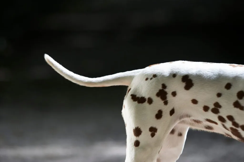 img_2738-e1721939782103 Body and tail of a Dalmatian dog.