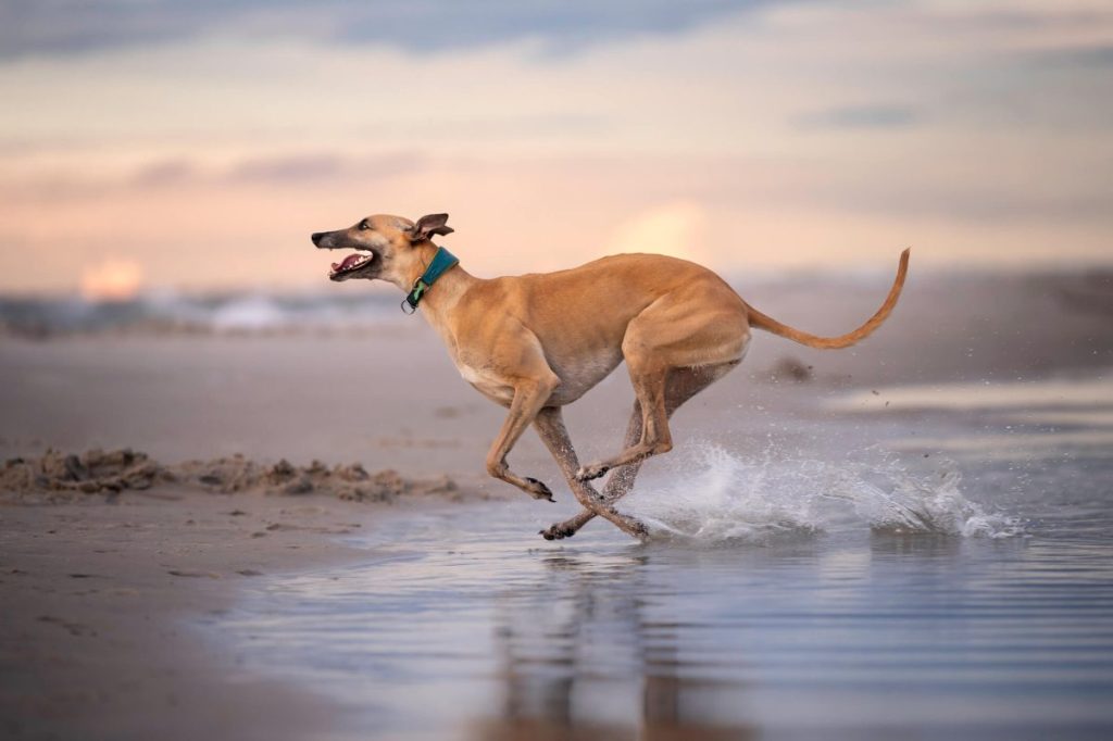 img_2740-e1721940306358 A Greyhound dog running on the beach.