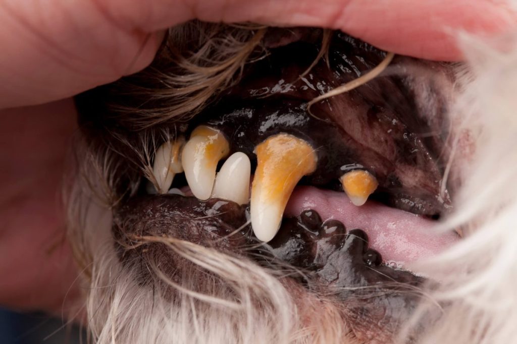 img_2754-e1722197867783 A thirteen year old dog with stage 3 periodontal disease.