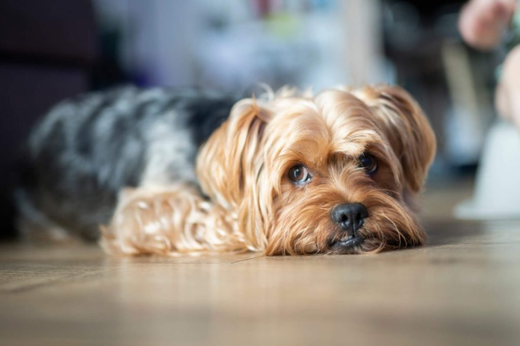 img_2755-e1722197816456 Yorkie laying on the floor.