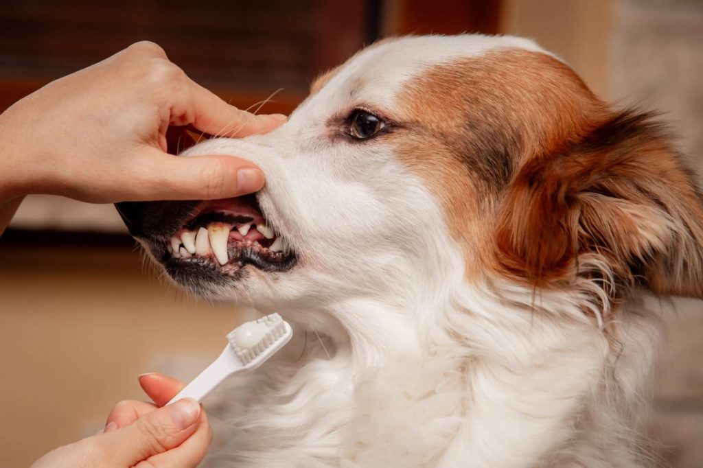 img_2756-e1722197747485 Woman cleaning and brushing teeth of a dog to prevent tartar buildup and periodontitis.