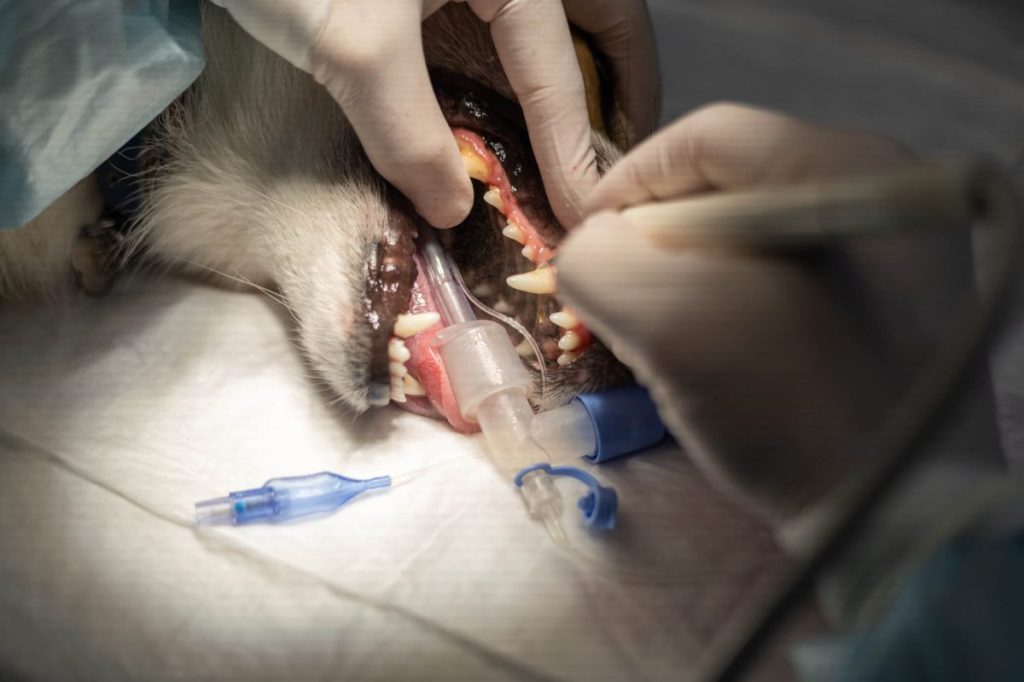 img_2757-e1722197660591 Vet cleaning dog’s teeth under anesthesia, one of the treatments for periodontal disease.