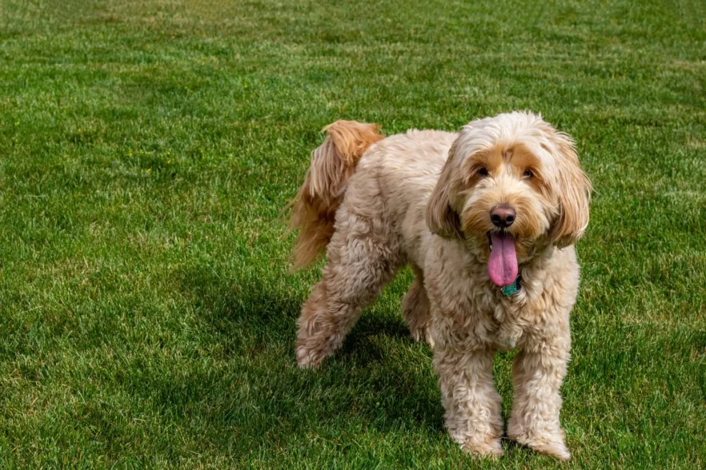 img_2803-e1723127204712 Mini Goldendoodle at the dog park — the variability in sizes being one of the pros of the breed.