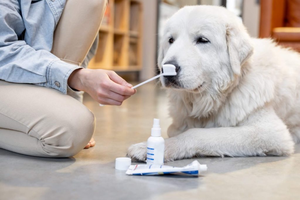 img_2827-e1723573527148 Dog with a toothbrush, toothpaste and, spray waiting for teeth cleaning.