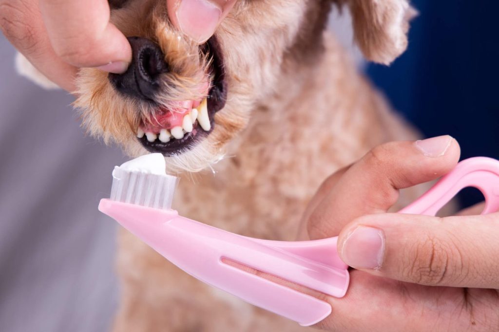 img_2828-e1723573442657 Dog parent brushing pet’s teeth with a dog toothpaste and toothbrush.