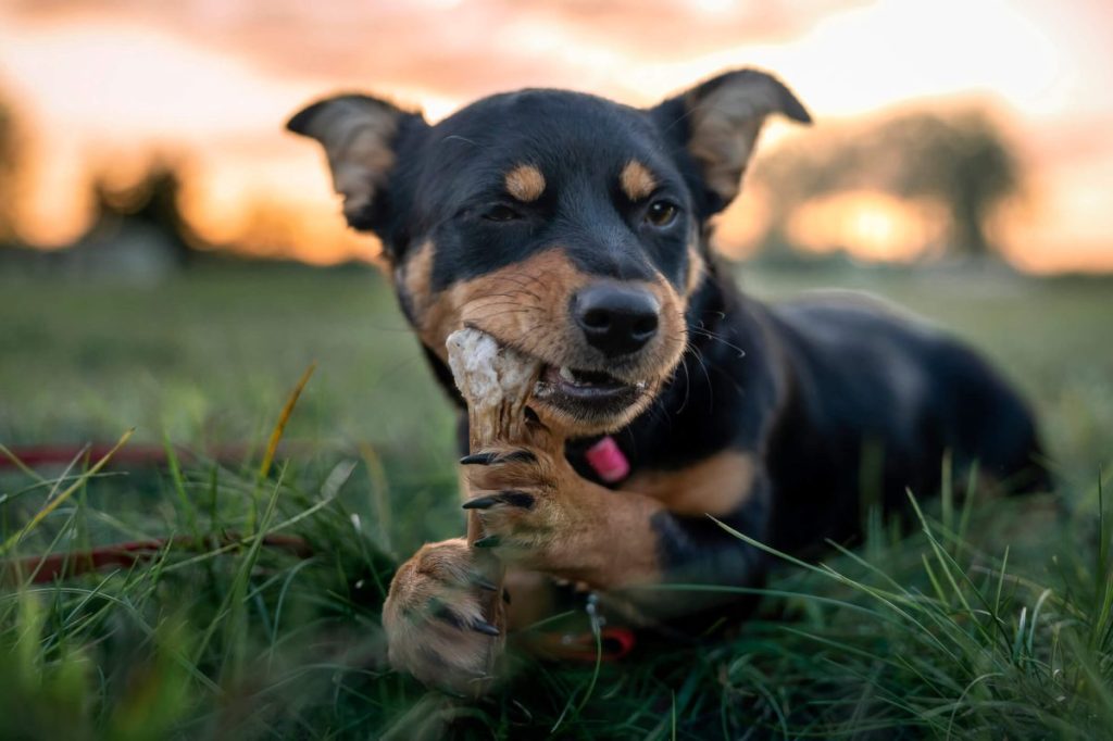img_2829-e1723573371191 Canine chewing on bone outdoors.