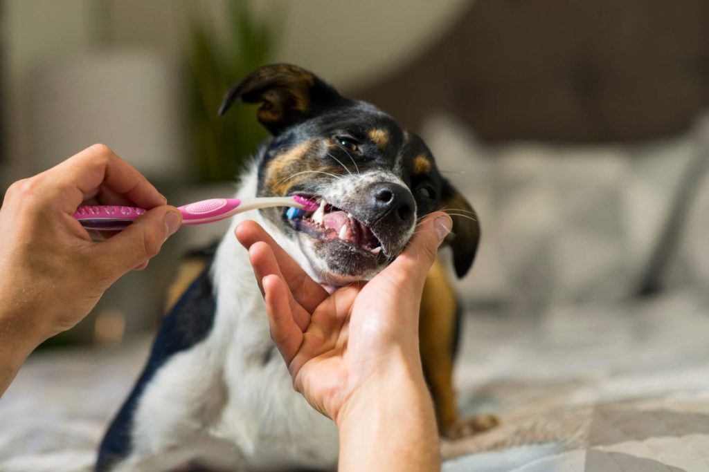 img_2830-e1723573320492 Brushing dog’s teeth.