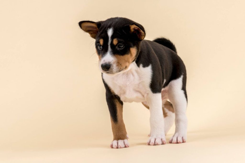img_2849-e1723645975482 6-week old Basenji puppy.
