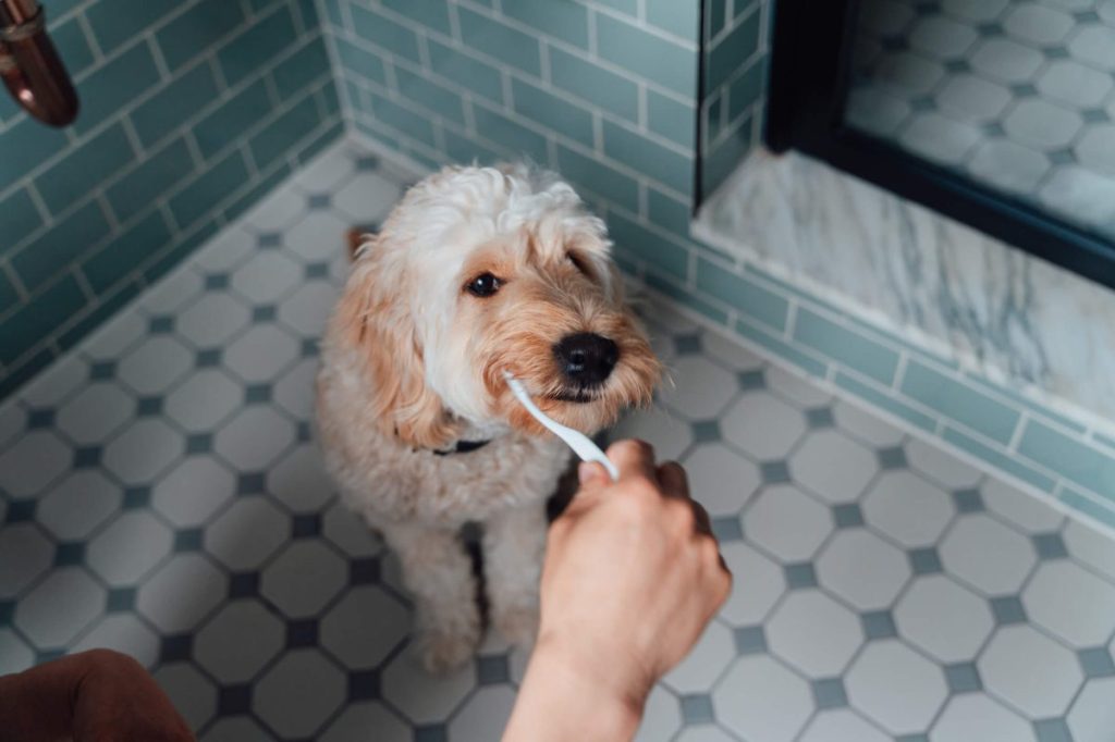 img_2874-e1724269259204 Man brushing dog’s teeth in the bathroom.