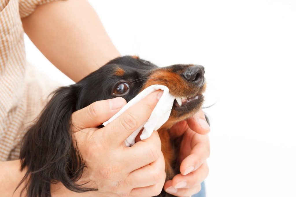 img_2875-e1724269183963 Pet parent using dental wipes to clean dog’s teeth.