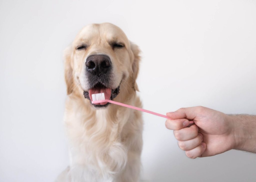 img_2877-e1724269017873 Dog licking toothbrush.