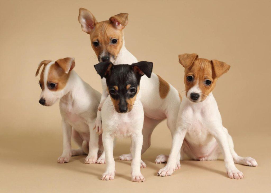 img_2898-e1724768140198 Four Toy Fox Terrier puppies.
