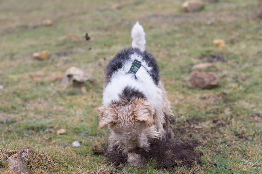 img_2899-e1724768080528 Fox Terrier digging the earth.
