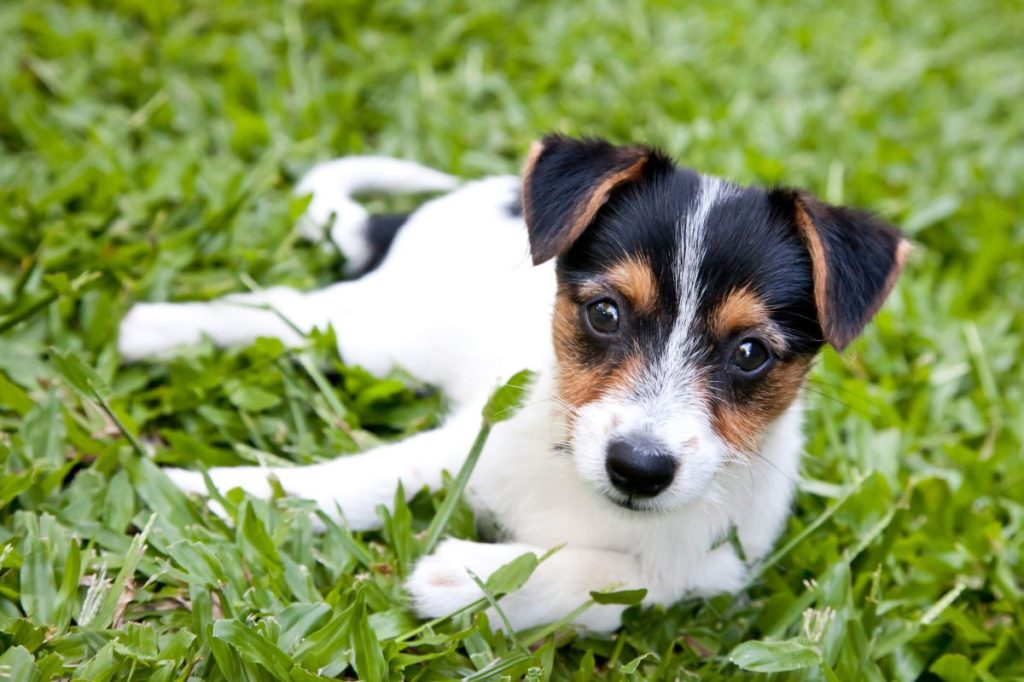 img_2900-e1724768028575 Fox Terrier puppy laying in grass outside.