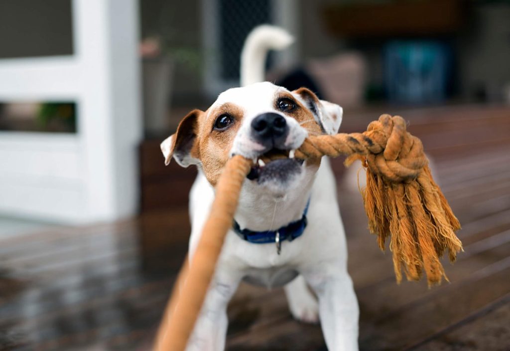 img_2901-e1724767966700 Fox Terrier puppy tugging on a rope at home.