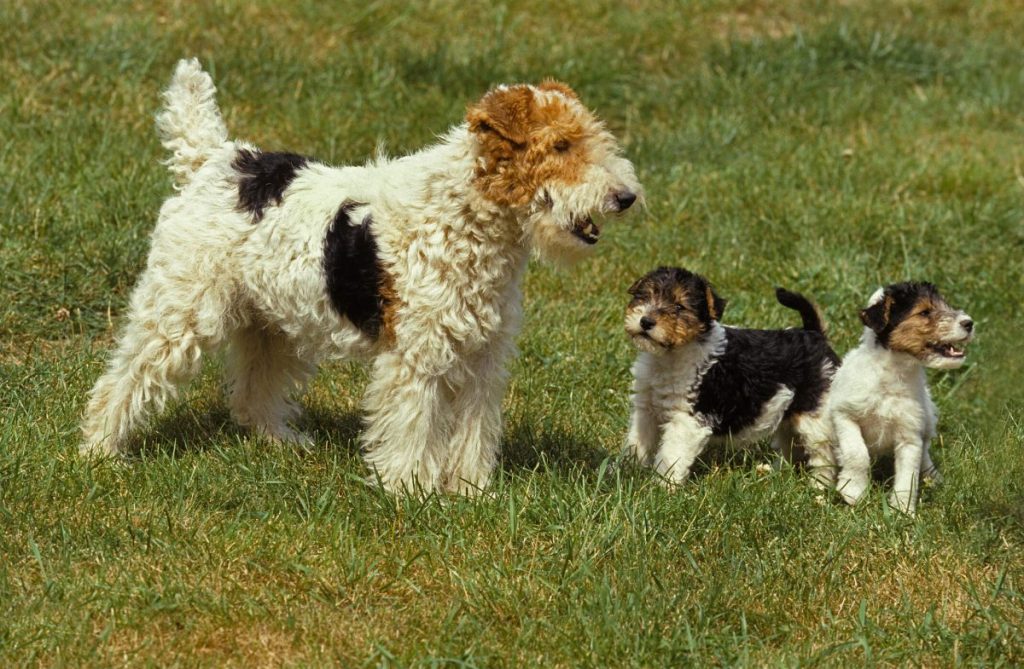 img_2902-e1724767911341 Female Wire Fox Terrier with her two puppies.