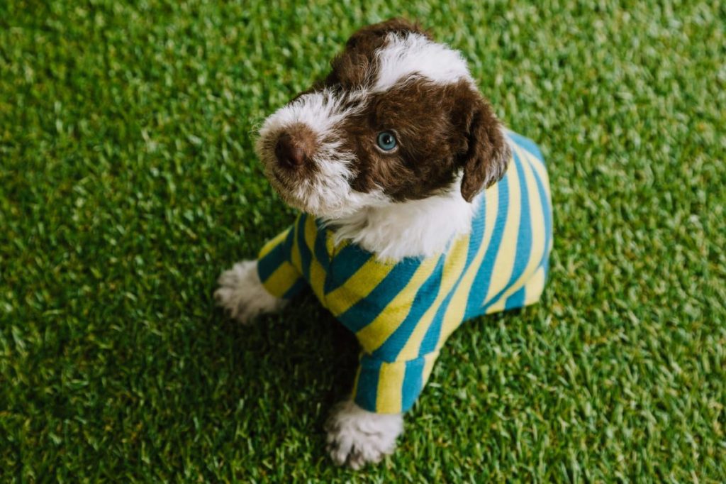 img_2909-e1724769257310 Fox Terrier puppy dressed in a striped suit on a background of grass.