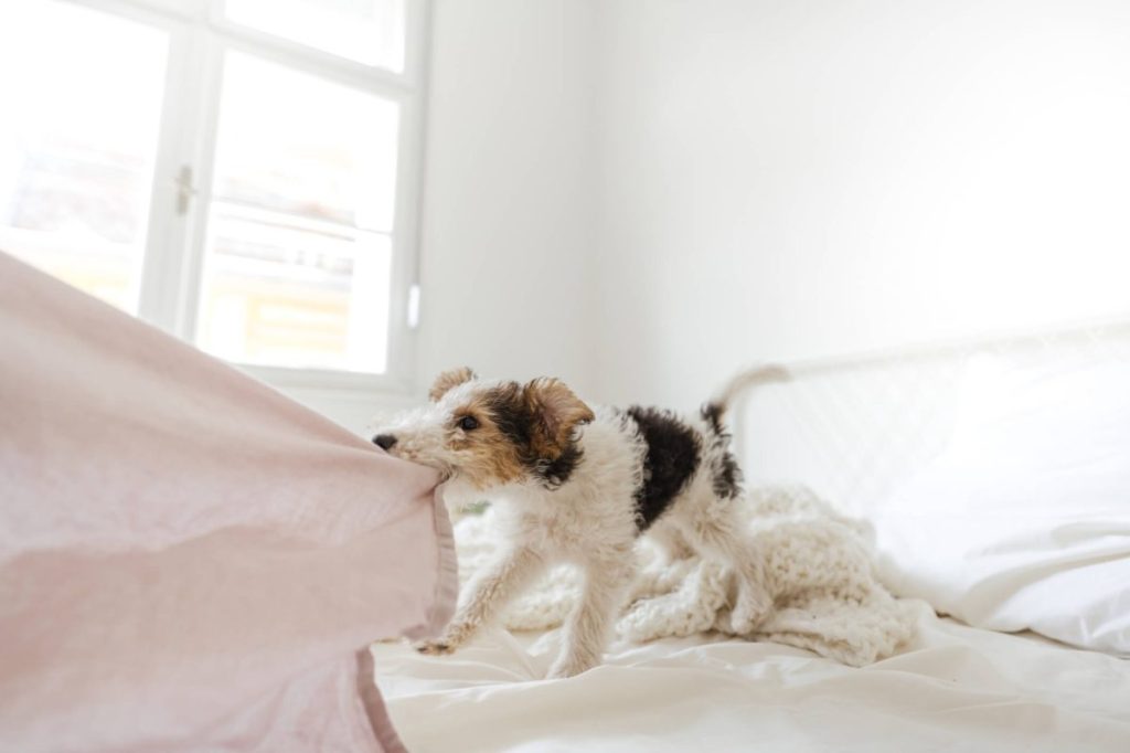 img_2911-e1724769118916 Fox Terrier puppy playfully pulls on bedsheet at home.