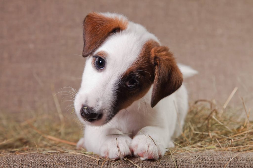 img_2912-e1724769026617 A small puppy of breed Smooth-haired Fox Terrier of a white color with red spots lies indoors on a bed covered with hay and bends their head.