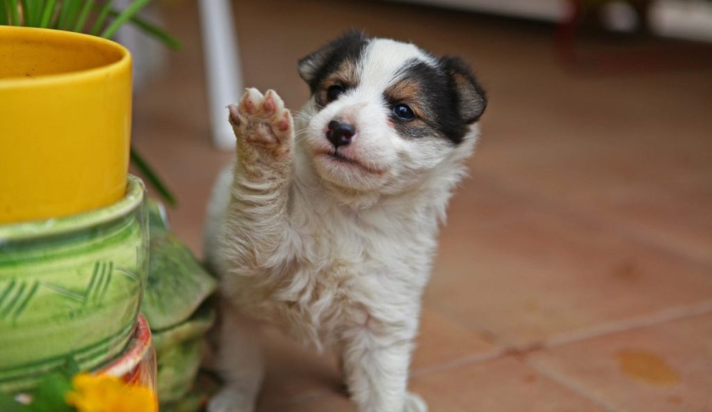 img_2913-e1724768937504 Picture of a cute Fox Terrier puppy.