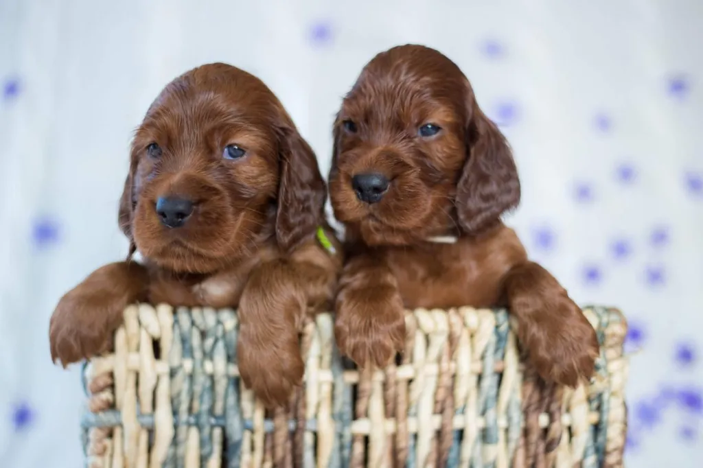 img_2930-e1724941695573 Two Irish Setter puppies in a basket.