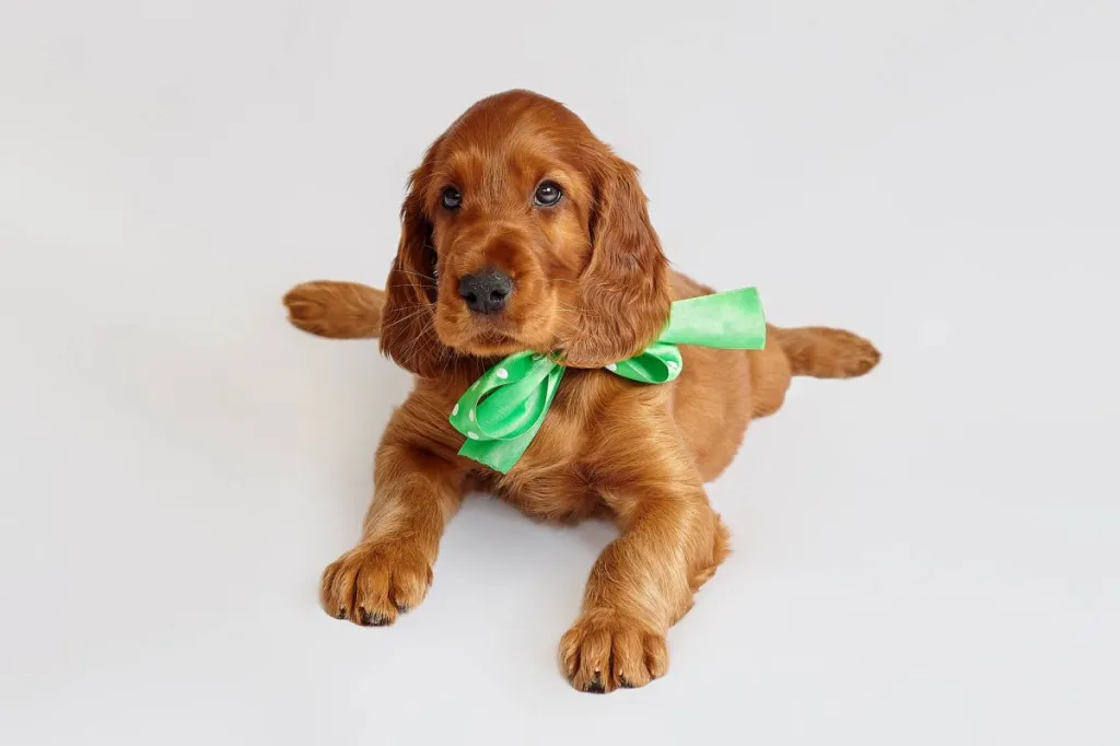 img_2931-e1724941635541 Irish Setter puppy of brown color on a white background.