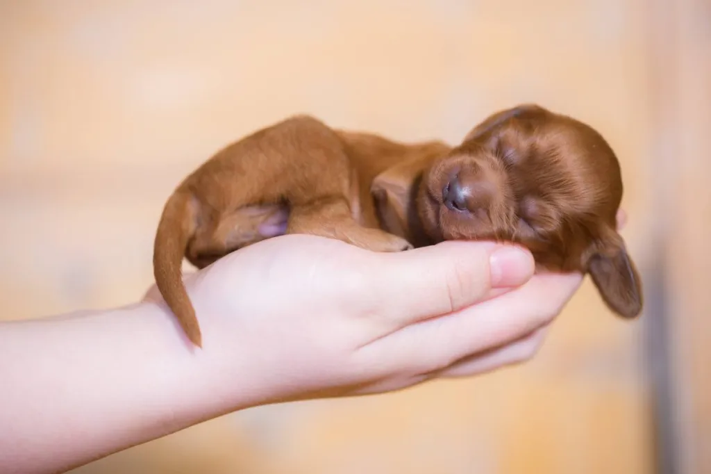 img_2932-e1724941575278 Human holding a newborn Irish Setter puppy in their palms.