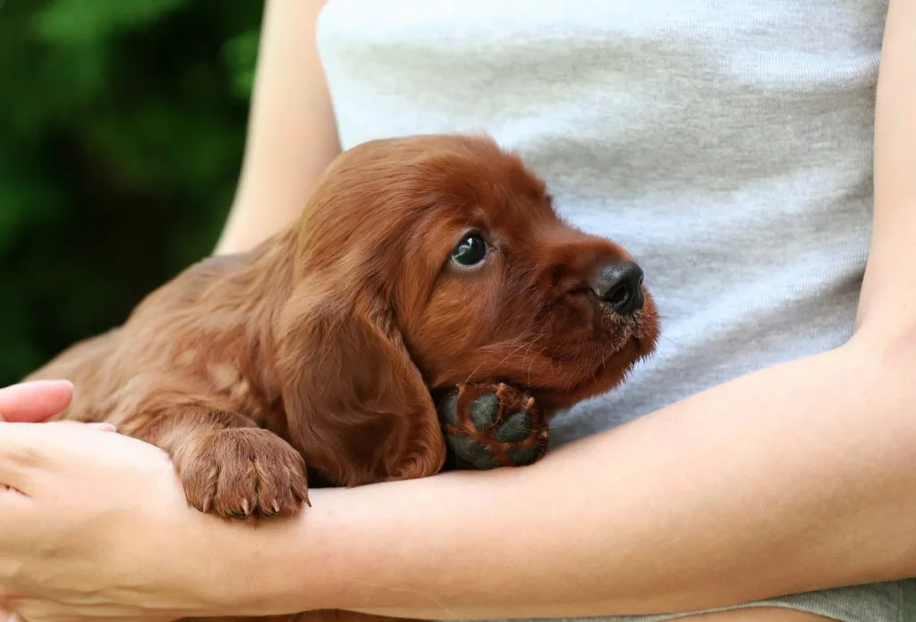 img_2933-e1724941502415 Picture of Irish Setter puppy in a human’s lap.