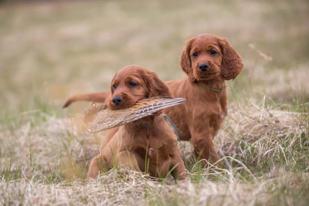 img_2934-e1724941418932 Two Irish Setter puppies, one holding a bird in their mouth.