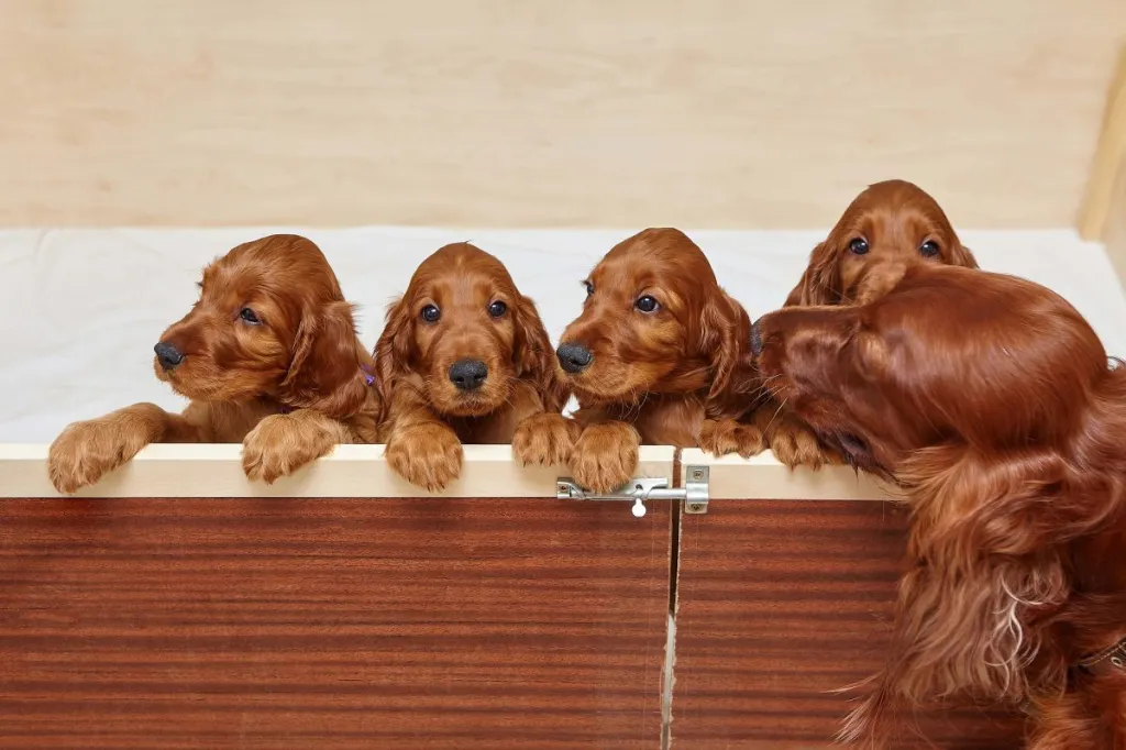 img_2935-e1724940874251 Four Irish Setter puppies in a wooden den with mother standing outside.
