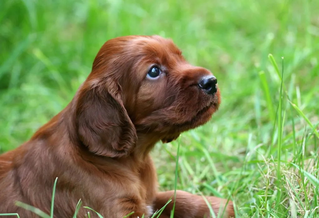 img_2941-e1724942670933 Cute Irish Setter puppy dog in the grass, looking up.