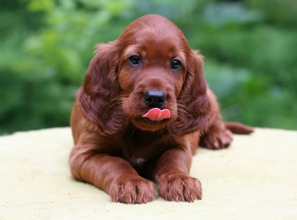 img_2943-e1724942478402 Irish Setter puppy licking his lips.