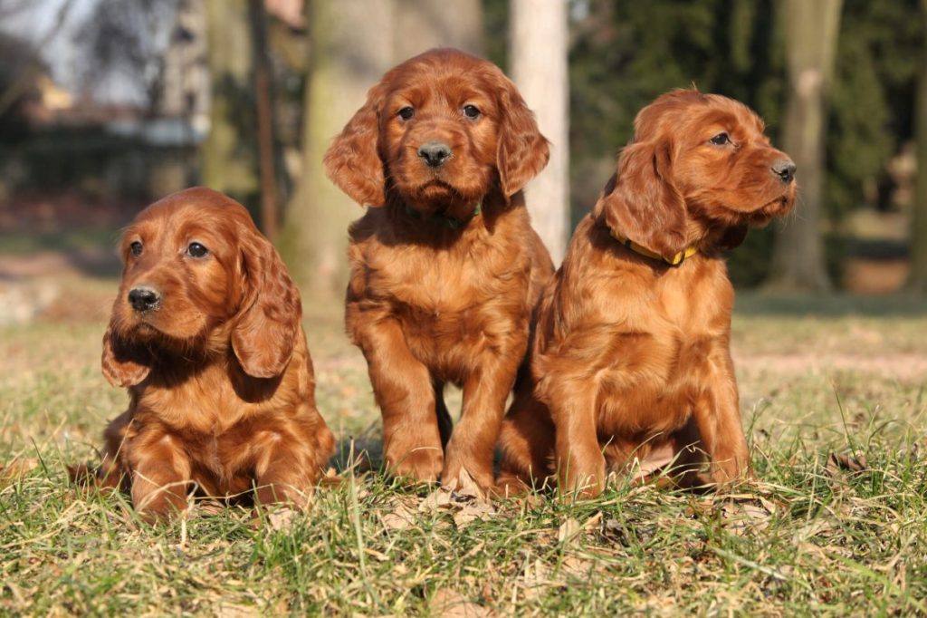 img_2944-e1724942424641 Three Irish Setter puppies outdoors.
