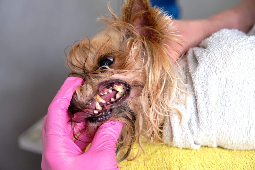 img_3020-e1726852512192 Groomer showing Yorkshire Terrier dog’s bad teeth with tartar buildup.