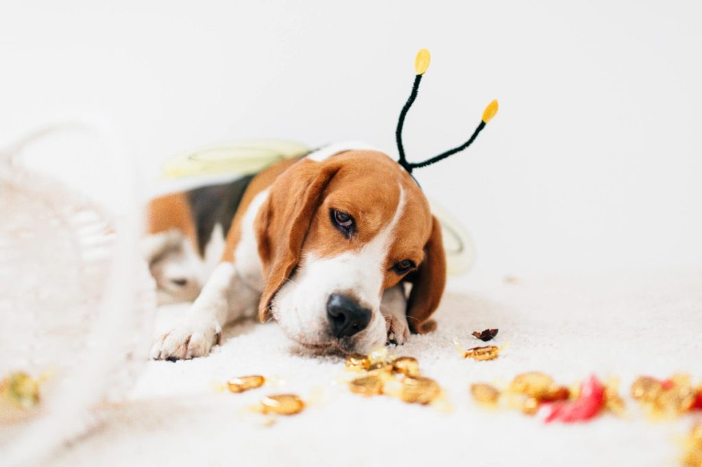 img_3198-e1730209486279 Cute little dog dressed in a bee costume for Halloween night, eating candy from the floor.