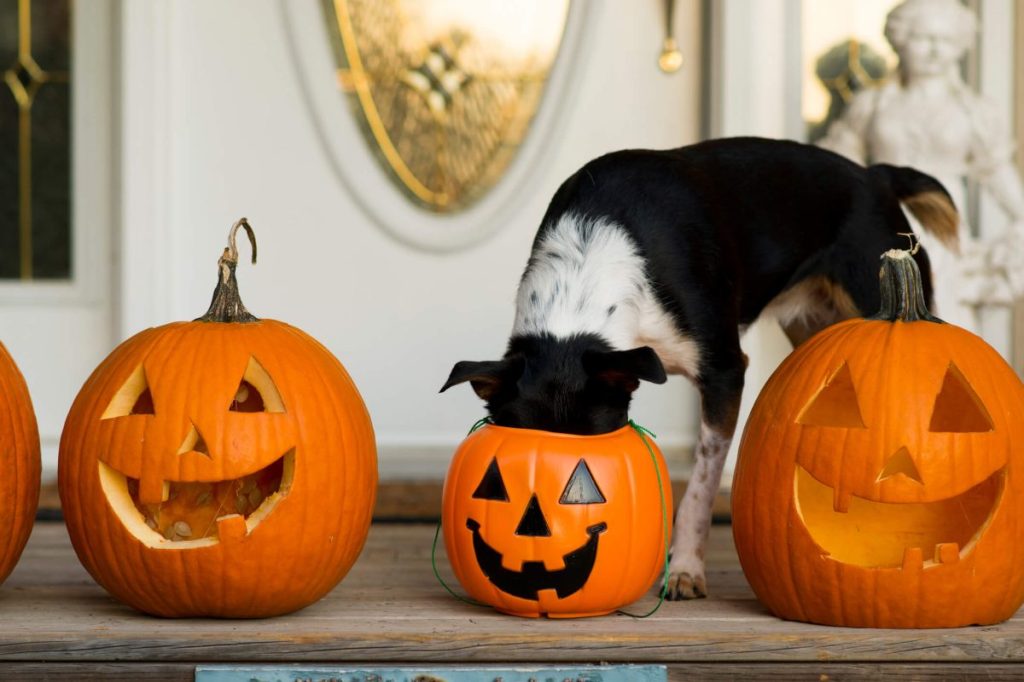 img_3199-e1730209420168 Dog putting her head into a classic plastic Halloween bucket for trick or treating, looking for treats.