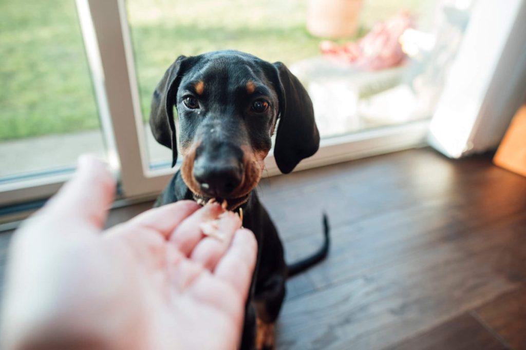 img_3260-e1730819598210 Pet parent offering dog treats to reinforce positive chewing behavior.