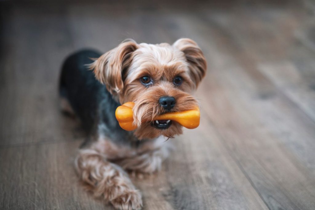 img_3264-e1730819489788 Dog with chew toy in mouth.