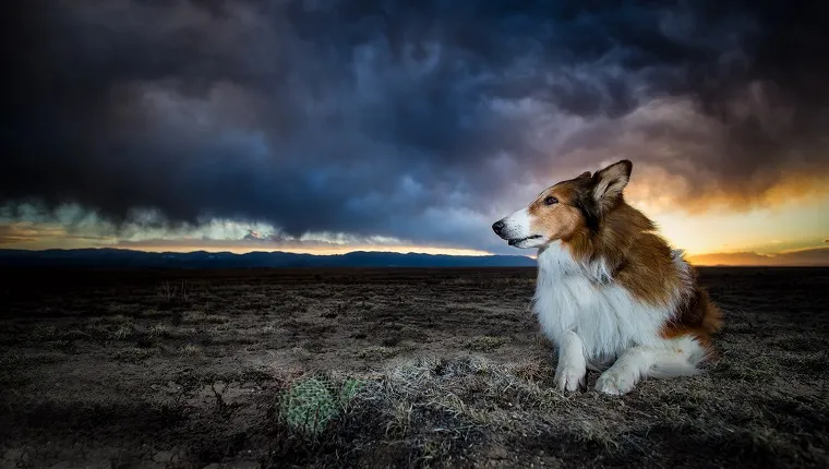 noise-anxiety-dogs-2 A Collie sits on a desert in Southern Colorado as a storm rolls in.