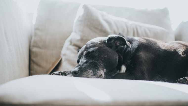 olddog2-1 Old Dog 2