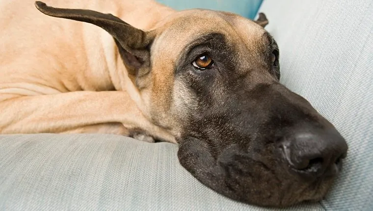 prostate-cancer-dogs-1 Great dane on a sofa