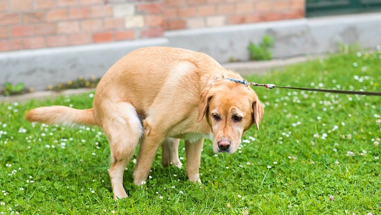prostate-cancer-dogs-3 Labrador retriever dog poops in the green park