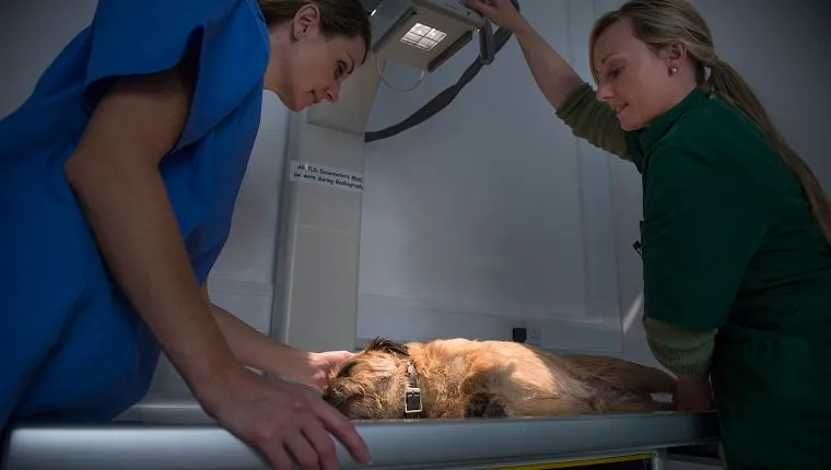 prostate-cancer-dogs-4 Vets performing xray on dog in veterinary surgery